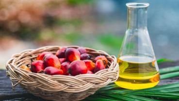 Perché l'olio di palma non fa bene?