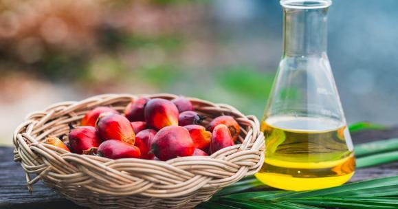 Olio di palma: il grasso vegetale più usato al mondo