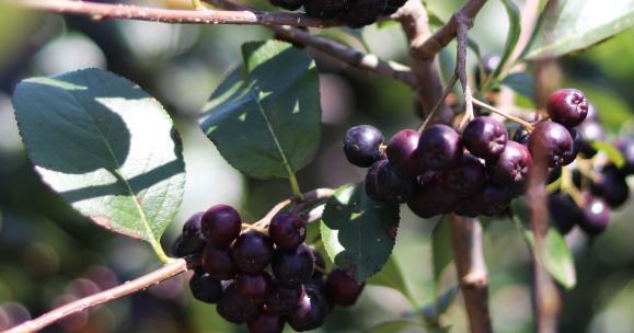 Le straordinarie proprietà delle bacche di Acai