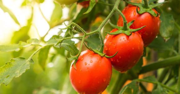 Alla scoperta delle proprietà del pomodoro