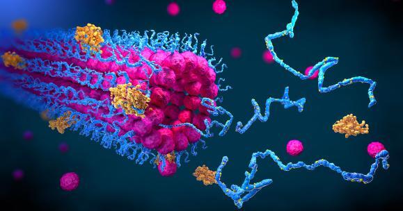 Qual è la funzione delle proteine per il nostro organismo